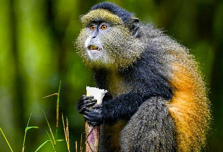 Mgahinga Gorilla National Park