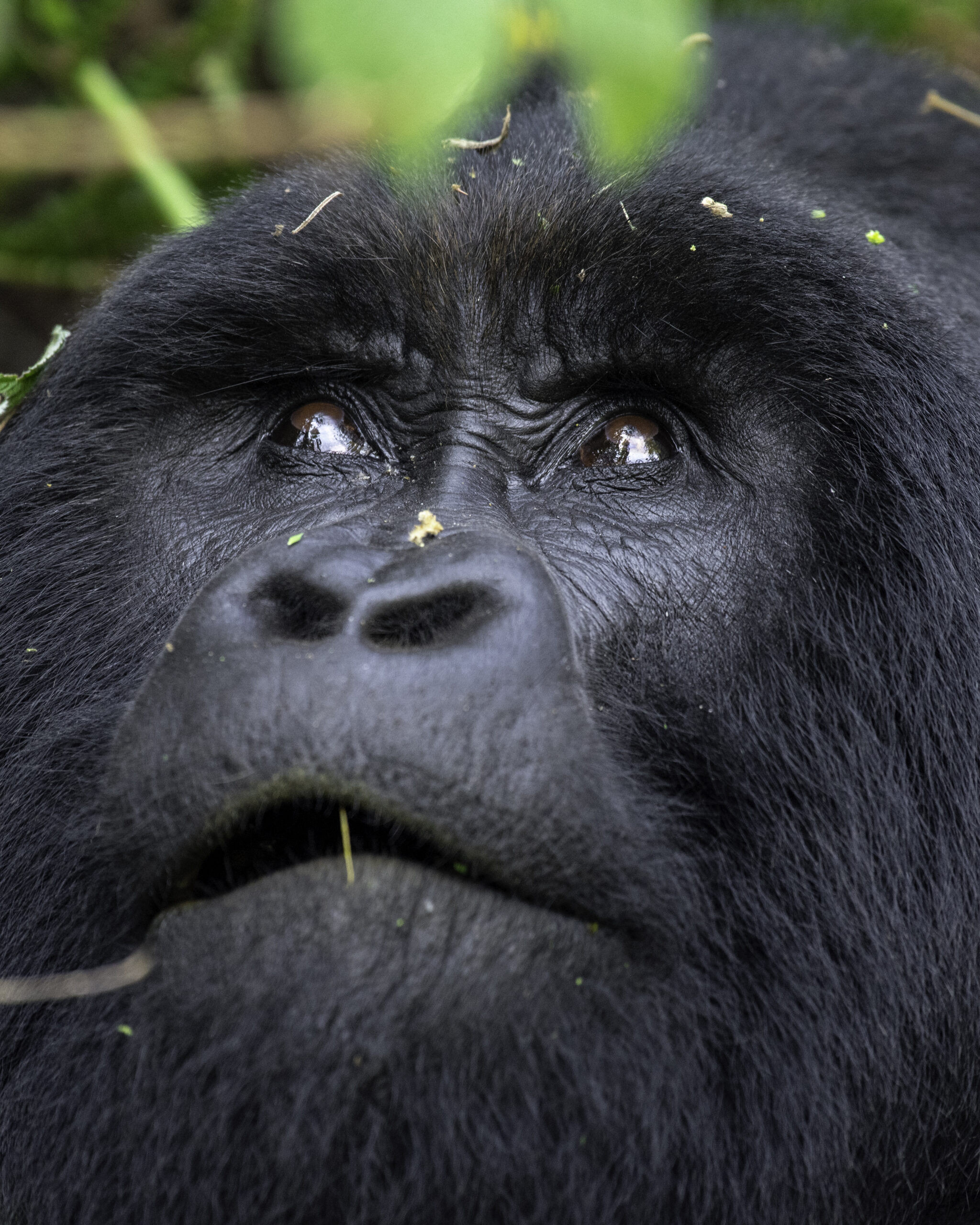 Expedition tour in Uganda & Rwanda