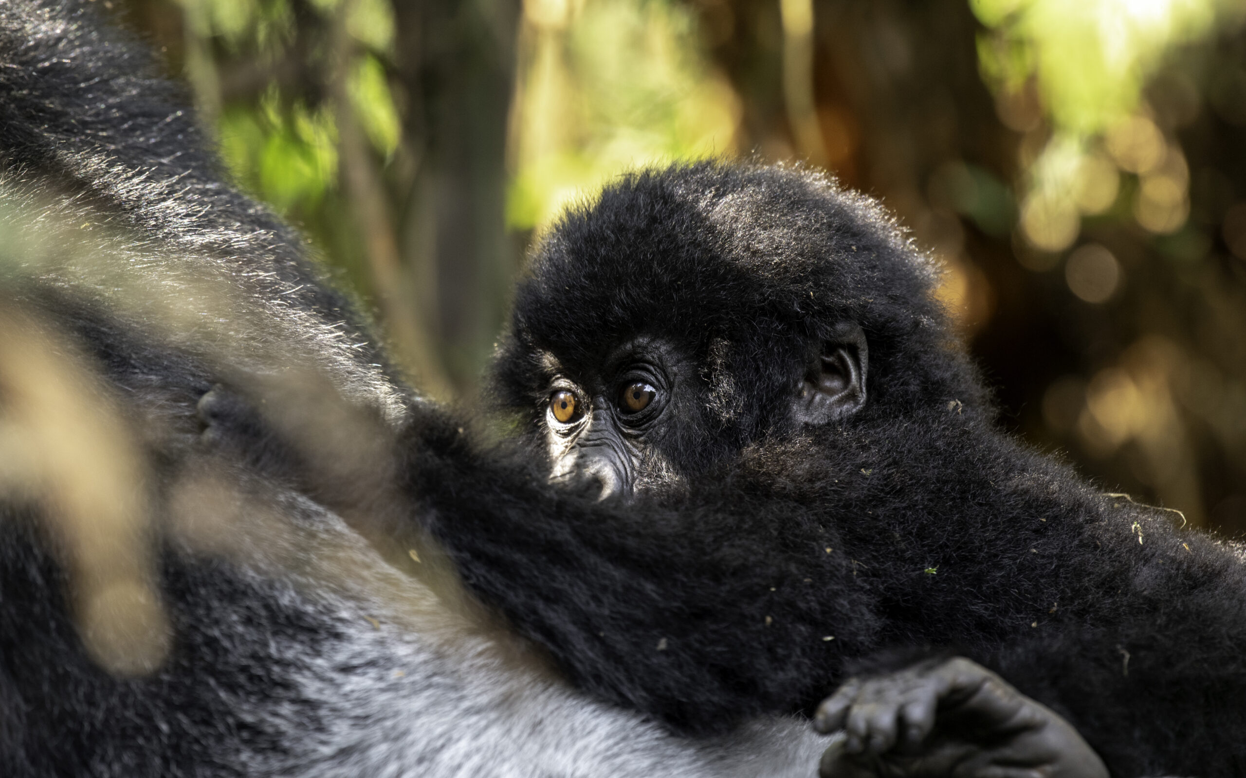 Lake Kivu and primate tracking in Uganda and Rwanda