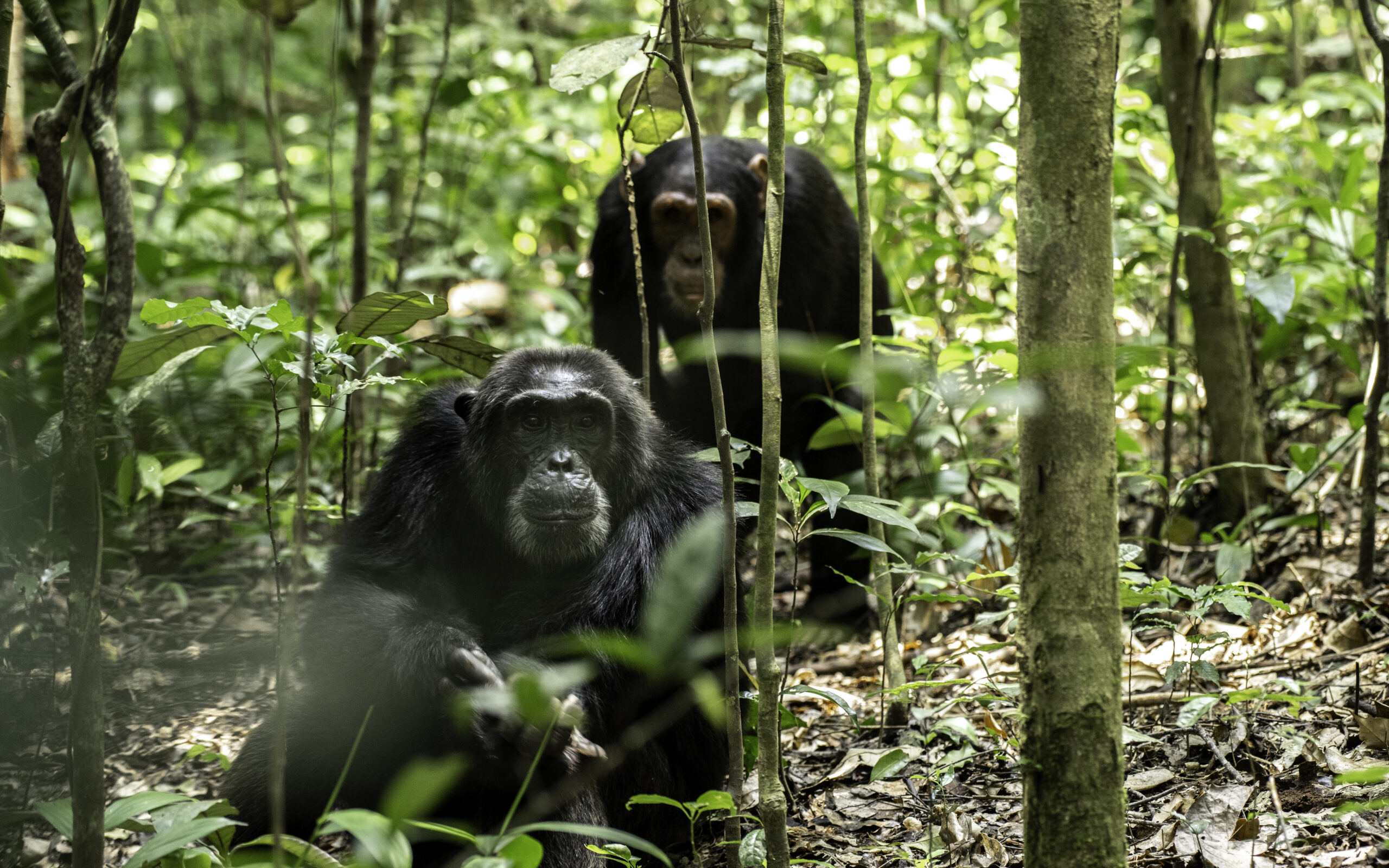 Kibale National Park