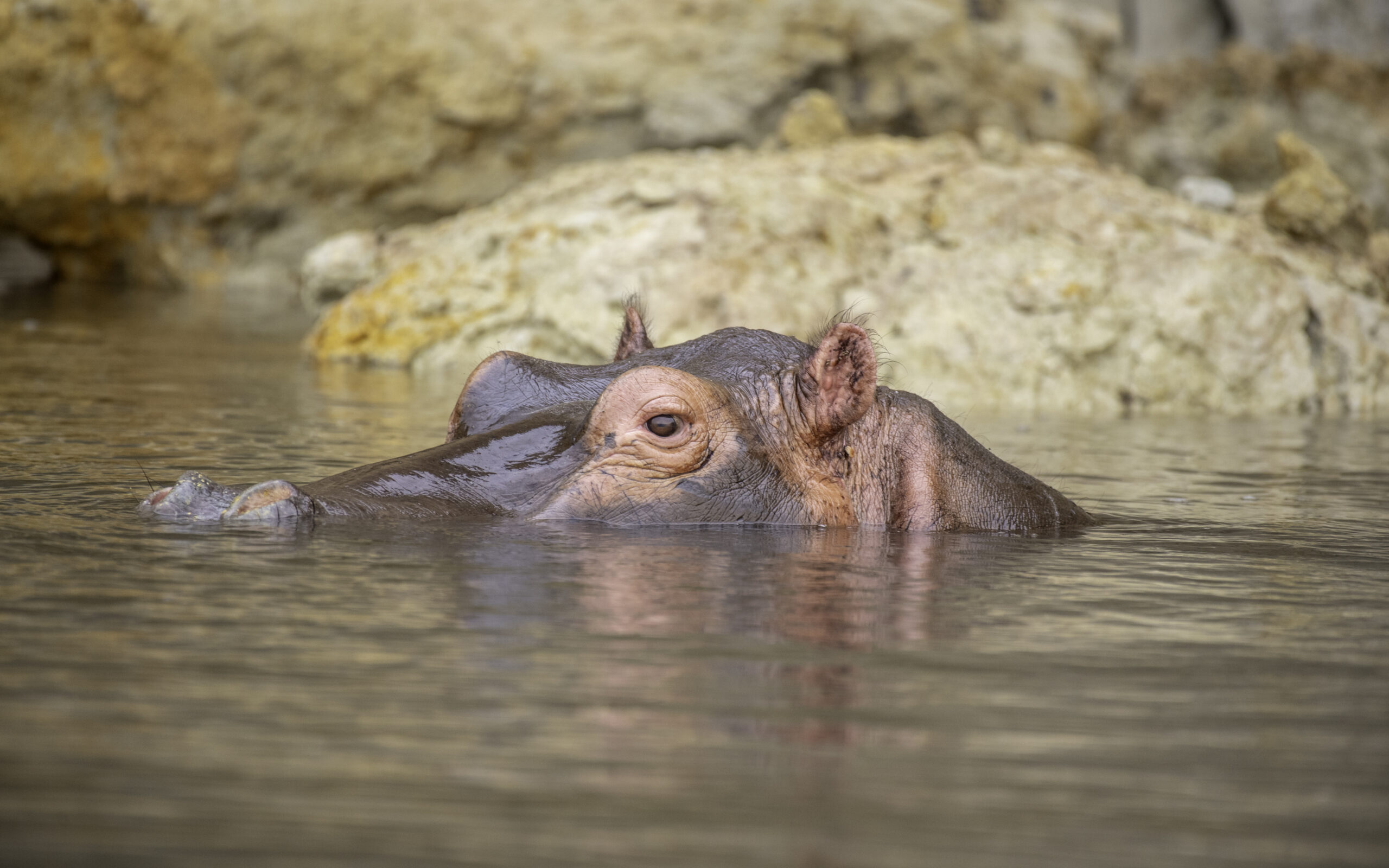 Murchison’s silent swimmer