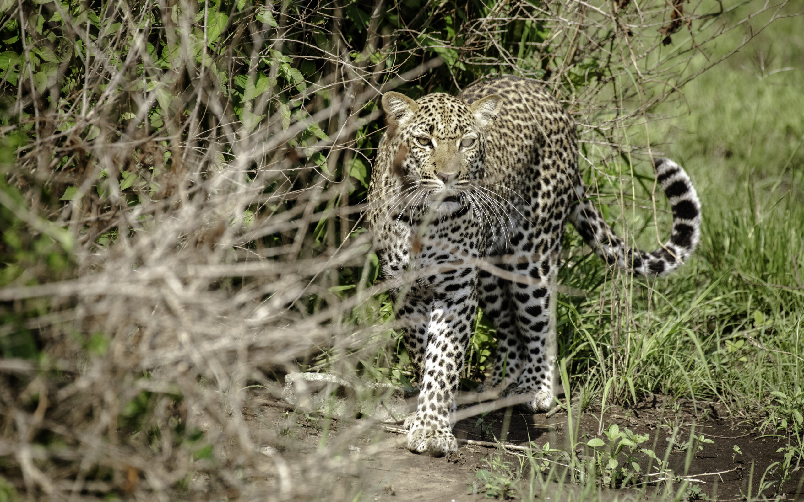 Queen Elizabeth National Park